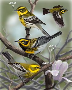 four yellow and black birds sitting on top of a tree branch next to purple flowers