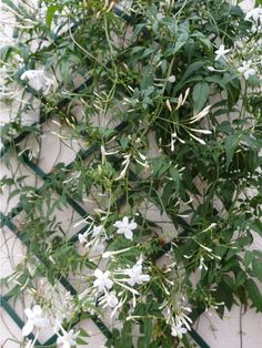 white flowers growing on the side of a building