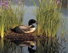 a black and white bird sitting on top of a body of water next to tall grass