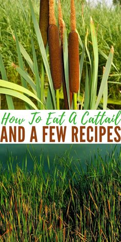 some tall grass with the words how to eat a cattails and a few recipes