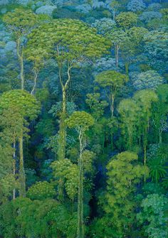 an aerial view of many trees in the forest