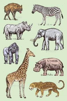 different types of wild animals on a green background