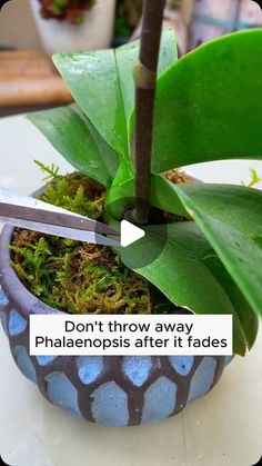 Garden Hacks on Instagram: "Regenerate orchid pots after blooming once #gardening #garden #gardeningtips #gardenlife #gardeninspiration #gardenideas #gardenlove #gardendesign #gardenersofinstagram #gardenersworld #garden_styles #gardenphotography #gardenlovers #gardenerslife #gardenart #gardenbeauty #gardensofinstagram #gardenplants #gardenviews #gardenersparadise #gardenista #gardeningcommunity #gardenloversclub #gardenaddict #gardeners #gardenerslife" Propagate Orchids, Houseplants Decor, Orchid Pots, Cactus Planta, Garden Hacks, Flora Flowers, Growing Orchids, Plant Hacks, Orchids Garden