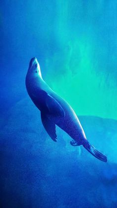 a seal is swimming in the blue water