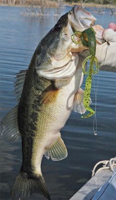 a person holding a large fish in their hand