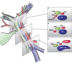 the diagram shows different types of blood vessels