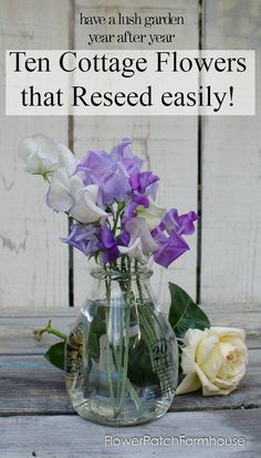 purple and white flowers in a glass vase with text overlay that reads, grow sweet peas for fragrant bouquets