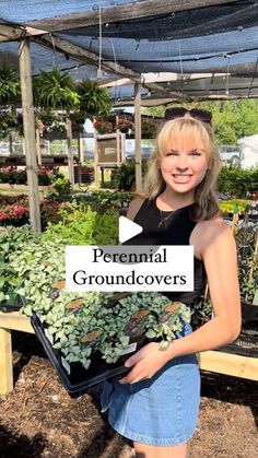 a woman holding a tray full of plants in a garden center with the words perennial groundcovers