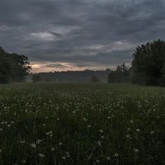 a field with grass, trees and clouds in the background