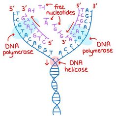 a diagram of the structure of a human cell