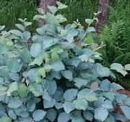 a blue plant with green leaves in a garden