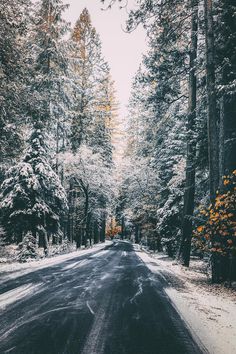 an empty road in the middle of a forest with snow on the ground and trees lining both sides