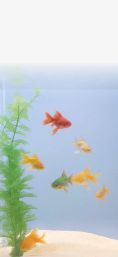 an aquarium filled with goldfish and plants on top of sand in front of water