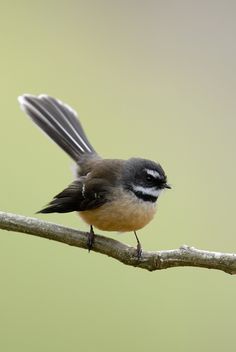 a small bird sitting on top of a tree branch with its wings spread out and it's head turned to the side