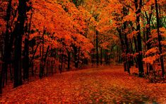 an autumn scene with red leaves on the ground and trees lining the path in the background