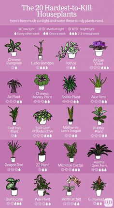 a poster showing the different types of houseplants