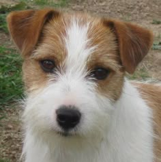 a brown and white dog standing on top of a grass covered field