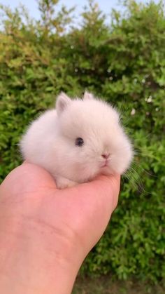 a small white hamster sitting on top of someone's hand in front of some bushes