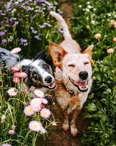 two dogs are standing in the middle of some flowers