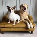 two dogs are sitting on an old couch