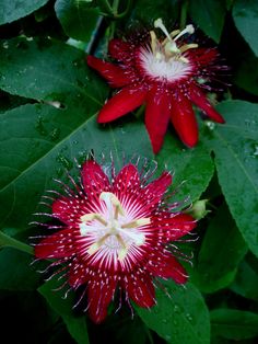 two red flowers with white stamens and green leaves in the background on a rainy day