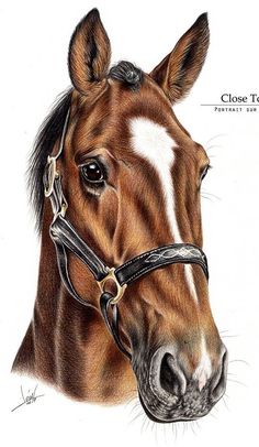 a drawing of a brown horse wearing a bridle