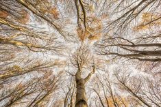 looking up at the tops of tall trees with leaves on them in an autumn forest