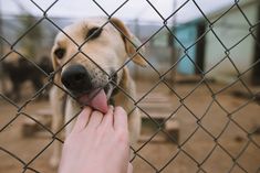 a dog sticking its tongue out through a fence with someone's hand on it