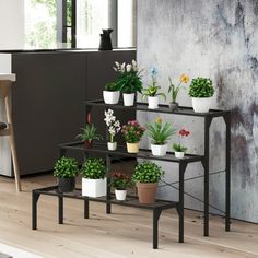 there are many potted plants on the shelves in this room and one is black