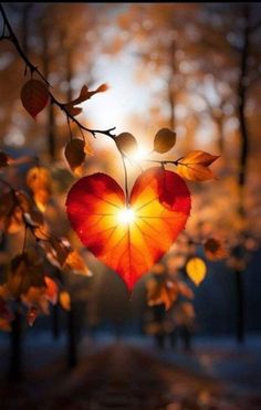 a heart shaped leaf hanging from a tree branch with the sun shining through it's leaves