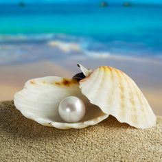 there is a shell with a pearl in it and a quote on the bottom that says, to find the pearls you need to dive