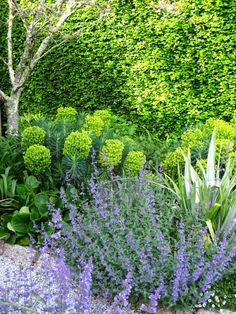 a garden filled with lots of different types of flowers and plants in front of a green hedge