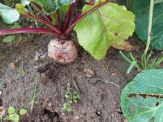 a close up of a plant growing in dirt near leaves and plants on the ground