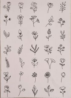 various flowers drawn in black ink on white paper