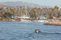 a small boat is in the water with palm trees and mountains in the back ground