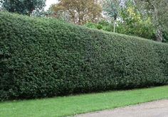 a large hedge is next to a sidewalk