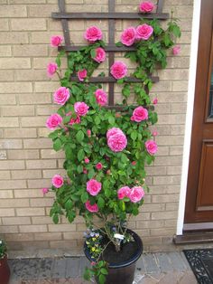 pink roses growing on the side of a brick wall in front of a door and potted plant