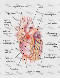 the human heart with labels on it