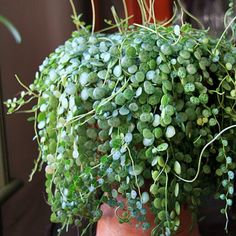 a potted plant sitting on top of a table