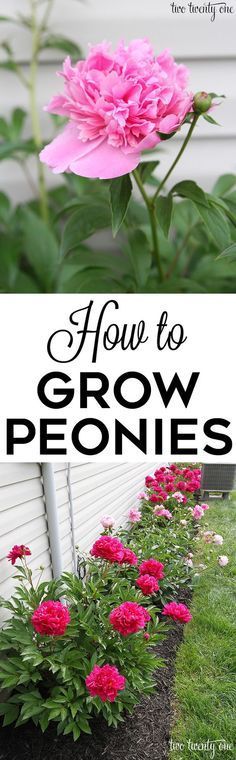 how to grow peonies in the garden with text overlay that reads, how to grow peonies