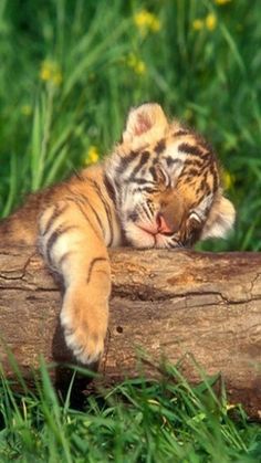 a small tiger cub laying on top of a log