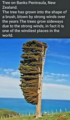 the tree on banks peninsula, new zealand there has grown into the shape of a brush, blown by strong winds over the years