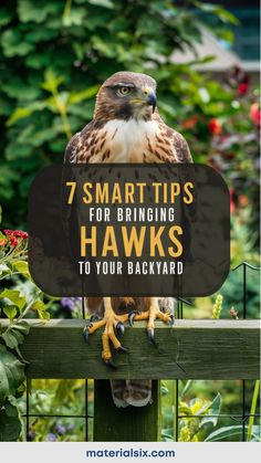 7 smart tips for bringing hawks to your backyard, reads the text over a hawk perched on a wooden fence in a garden. Birdwatching