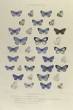 an illustration of butterflies in various colors and sizes, with the names of each species