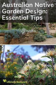 the australian native garden design essential tips