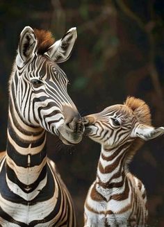 two zebras standing next to each other with their heads touching one another's forehead