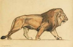 a drawing of a lion walking across a white ground with one foot on the ground