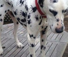 a dalmatian dog with black spots on it's face standing on a deck