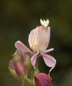 a praying mantissa sitting on top of a flower