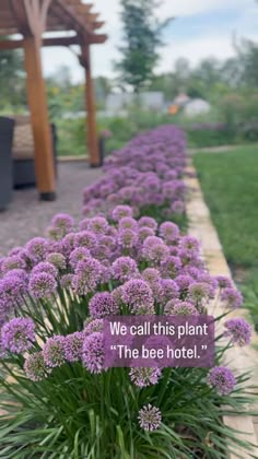 purple flowers line the side of a walkway with a quote written on it that reads, we call this plant the bee hotel